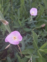 Oenothera speciosa