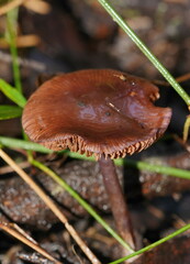 Thaxterogaster submagellanicus
