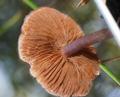 Thaxterogaster submagellanicus