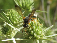 Cerceris tuberculata