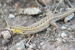 Ophisops elegans macrodactylus