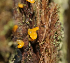 Calocera australis