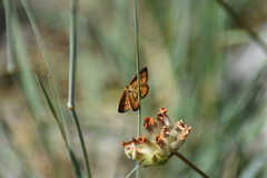Idaea flaveolaria