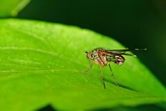 Dolichopus ungulatus