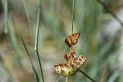 Idaea flaveolaria