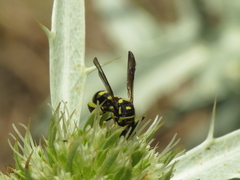 Leucospis dorsigera