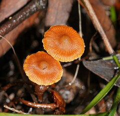 Cortinarius mastoideus