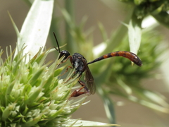 Gasteruption hastator