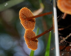 Cortinarius mastoideus