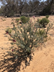 Grevillea paradoxa