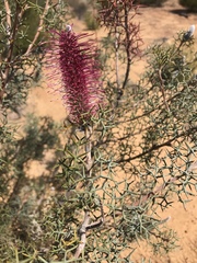 Grevillea paradoxa