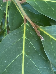 Cryptocarya hypospodia