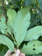 Cryptocarya hypospodia