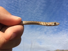 Masticophis fuliginosus