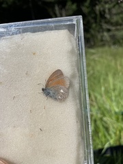 Coenonympha glycerion