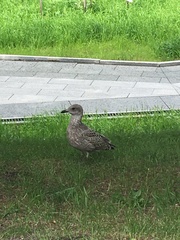 Larus