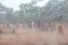 Osphranter antilopinus