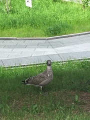 Larus