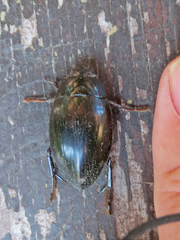 Hydrophilus ovatus