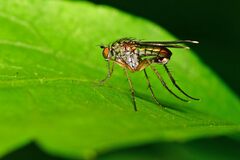 Dolichopus ungulatus