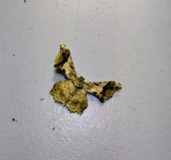 Krananda oliveomarginata