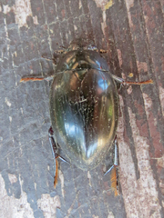 Hydrophilus ovatus