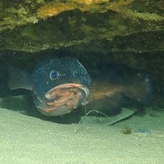 Genypterus tigerinus