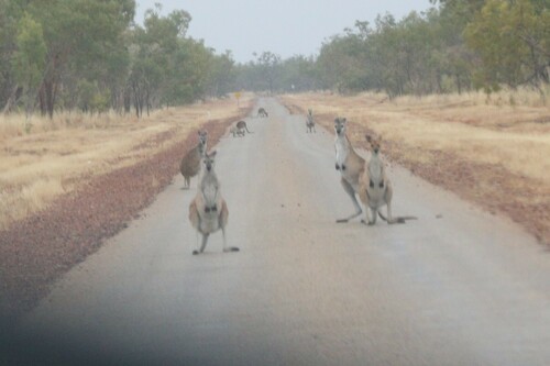 Antilopine Wallaroo