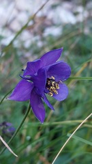 Aquilegia confusa