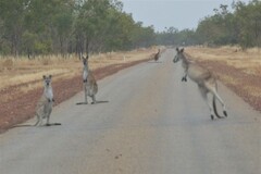 Osphranter antilopinus