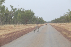 Osphranter antilopinus