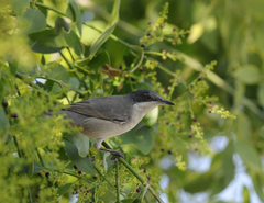 Curruca crassirostris