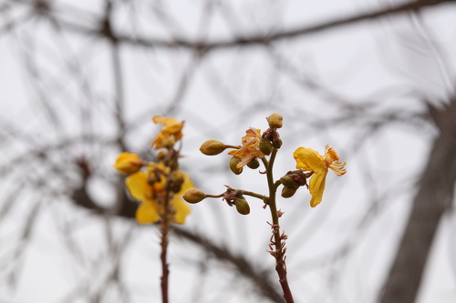 Image of Cochlospermum fraseri by (c) Hugo Innes, some rights reserved (CC BY)