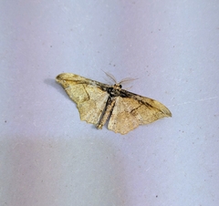 Hyposidra infixaria