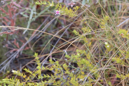 Image of Boronia lanuginosa by (c) Hugo Innes, some rights reserved (CC BY)