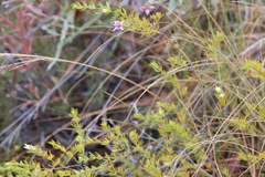 Boronia lanuginosa