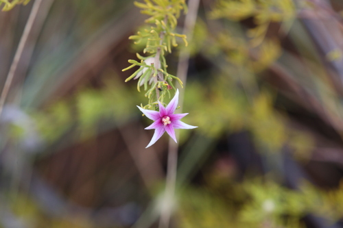 Image of Boronia lanuginosa by (c) Hugo Innes, some rights reserved (CC BY)