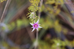Boronia lanuginosa