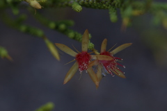 Calytrix brownii