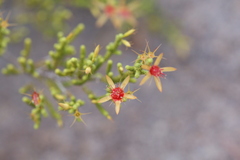 Calytrix brownii