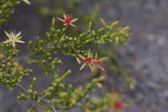 Calytrix brownii