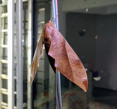 Clanis undulosa