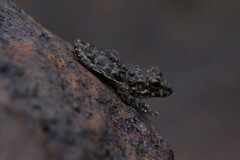 Litoria meiriana