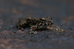 Litoria meiriana