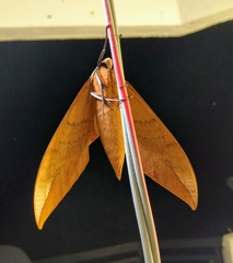 Clanis undulosa