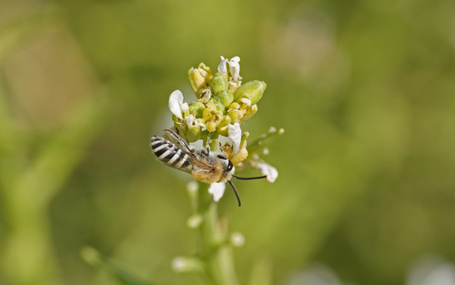 Fuerteventura Cellophane Bee