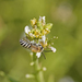 Colletes perezi - Photo (c) Julia Moning, algunos derechos reservados (CC BY), subido por Julia Moning