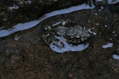 Litoria meiriana