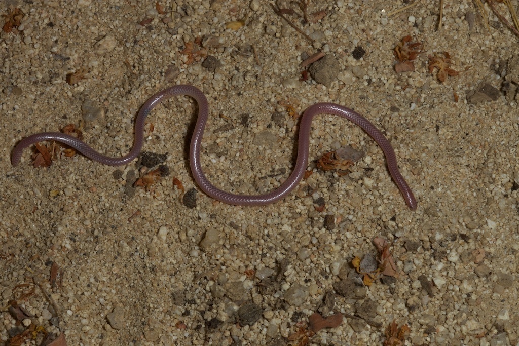 Baja California Blind Snake