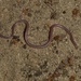 Cape Thread Snake - Photo (c) Bradford Hollingsworth, some rights reserved (CC BY-NC), uploaded by Bradford Hollingsworth